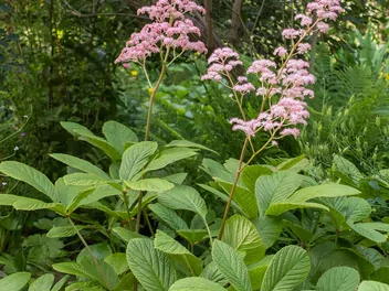 Rodgersja pierzasta - zdjęcie 3