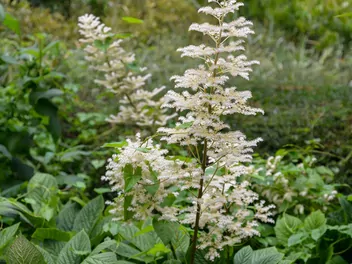 Rodgersja pierzasta - zdjęcie 4