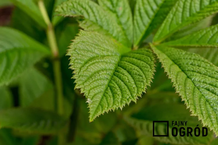 Rodgersja pierzasta - zdjęcie 5