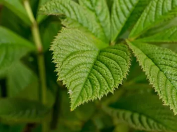 Rodgersja pierzasta - zdjęcie 5