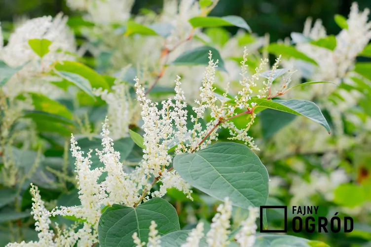 Rdestowiec sachaliński