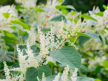 Ilustracja rośliny rdestowiec sachaliński