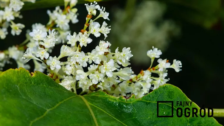 Falopia sachalińska