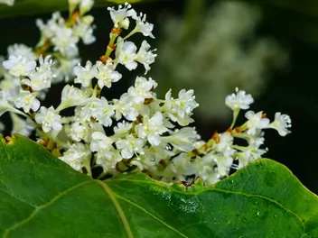 Rdestowiec sachaliński - zdjęcie 2