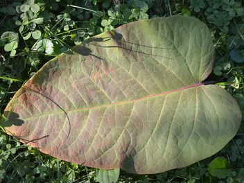 Rdestowiec sachaliński - zdjęcie 3