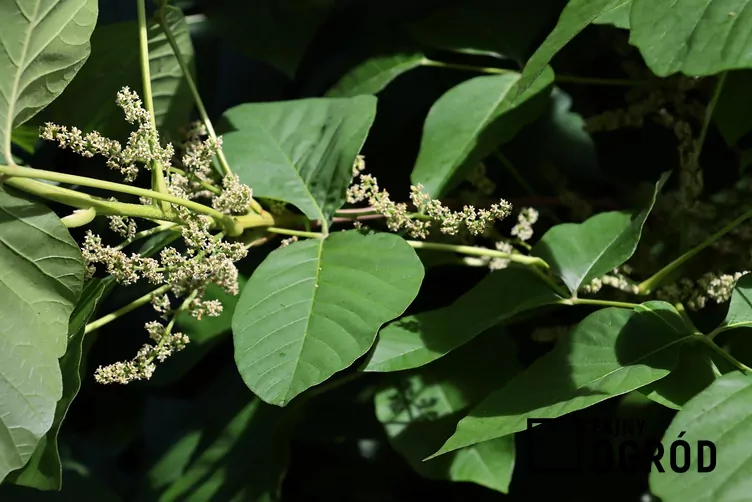 Rdestowiec sachaliński