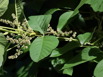 Rdestowiec sachaliński - zdjęcie 4