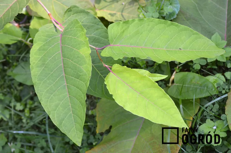 Rdestowiec sachaliński - zdjęcie 5