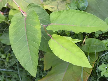 Rdestowiec sachaliński - zdjęcie 5