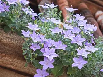 Dzwonek równolistny - zdjęcie 2