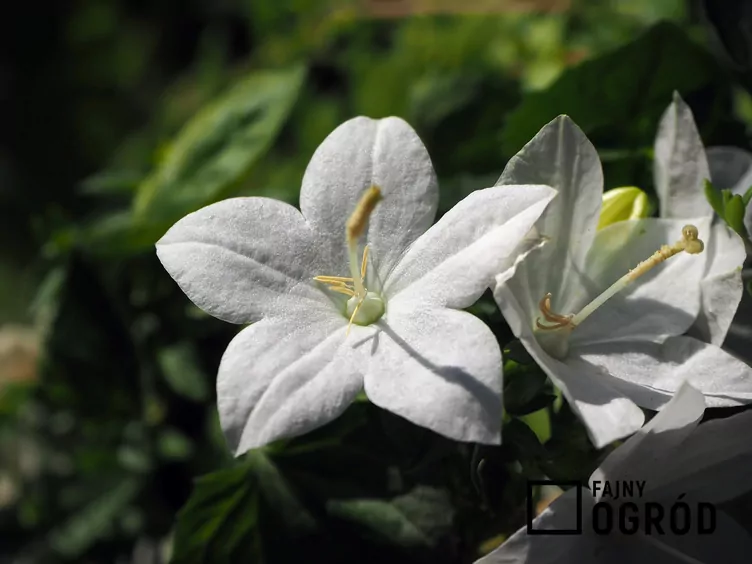 Dzwonek równolistny