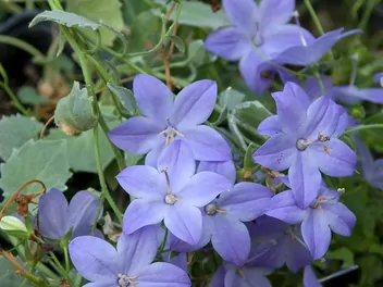 Dzwonek równolistny - zdjęcie 4