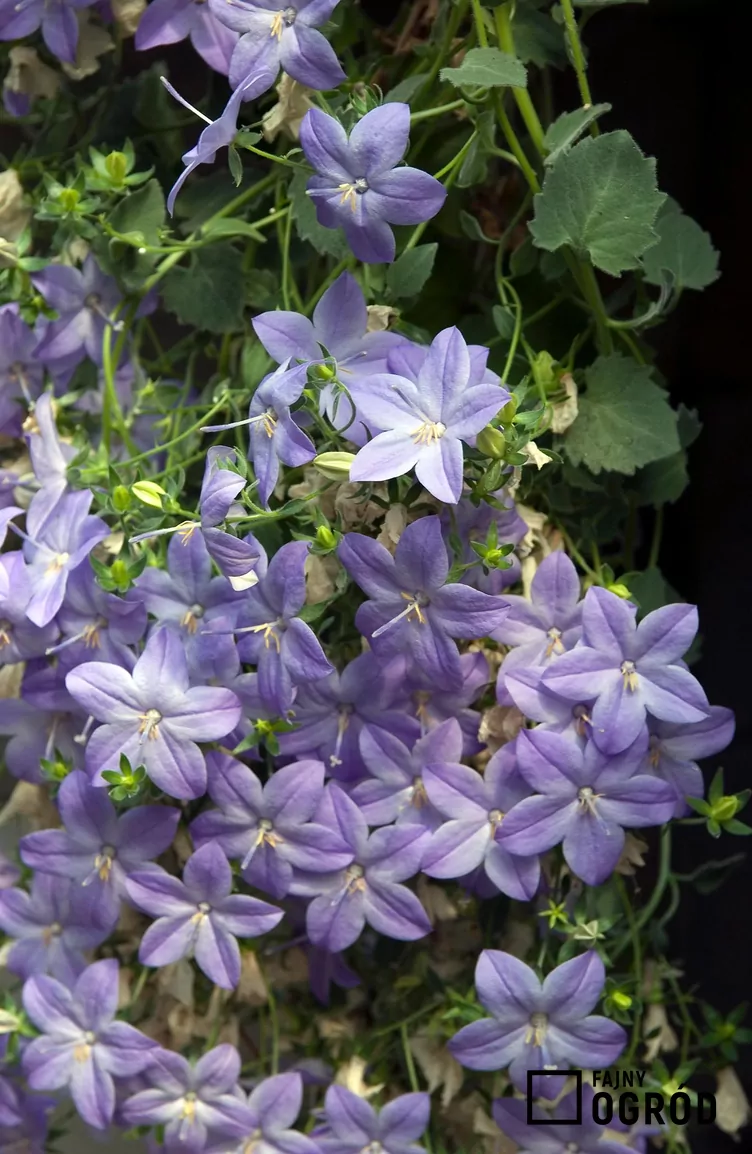 Dzwonek równolistny - zdjęcie 5