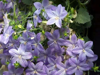 Dzwonek równolistny - zdjęcie 5