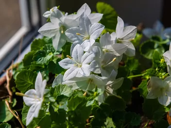 Zdjęcie ilustrujące dzwonek równolistny