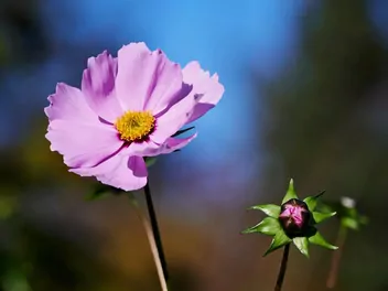 Ilustracja rośliny nachyłek różowy