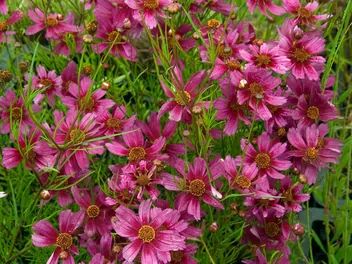 Nachyłek różowy - zdjęcie 2