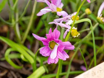 Nachyłek różowy - zdjęcie 3