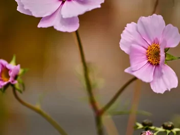 Nachyłek różowy - zdjęcie 4