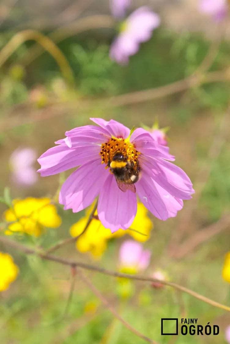 Nachyłek różowy - zdjęcie 5