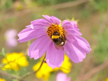 Nachyłek różowy - zdjęcie 5