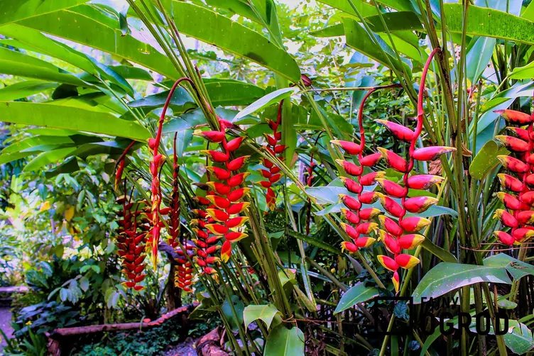 Helikonia dziobata