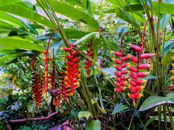 Helikonia dziobata - zdjęcie 2