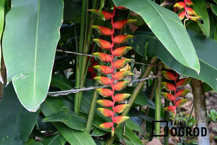 Helikonia dziobata