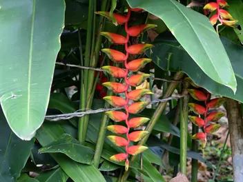 Helikonia dziobata - zdjęcie 3