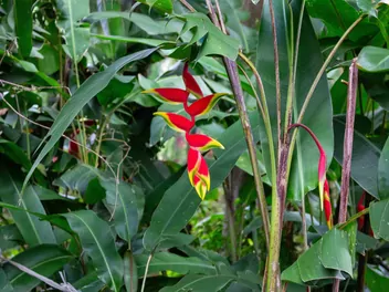 Helikonia dziobata - zdjęcie 4