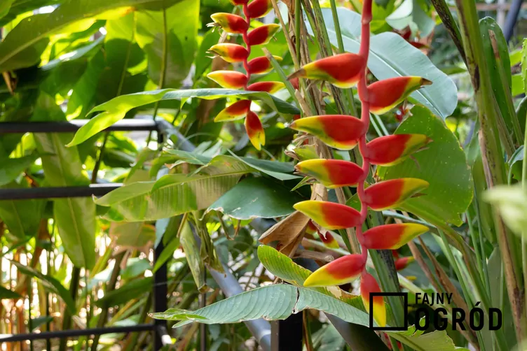 Helikonia dziobata - zdjęcie 5
