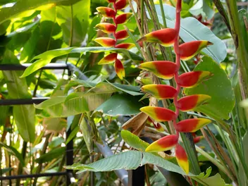 Helikonia dziobata - zdjęcie 5