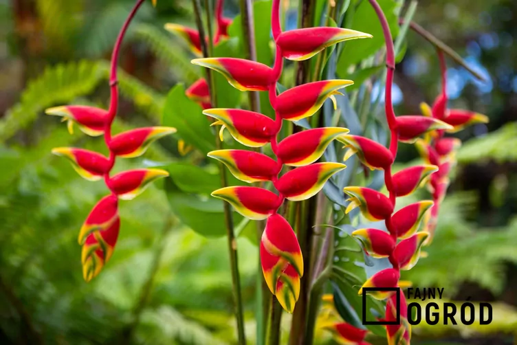 helikonia-dziobata-1 Helikonia dziobata