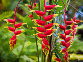 Ilustracja rośliny helikonia dziobata