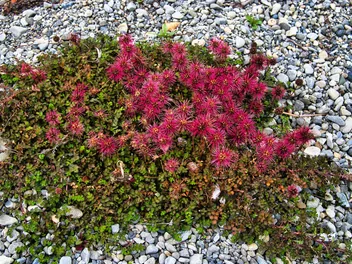 Acena drobnolistna - zdjęcie 2