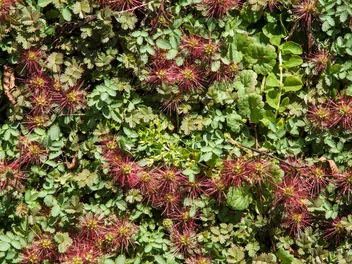 Acena drobnolistna - zdjęcie 3