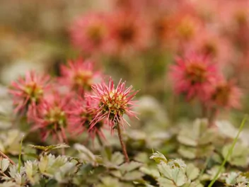 Acena drobnolistna - zdjęcie 4