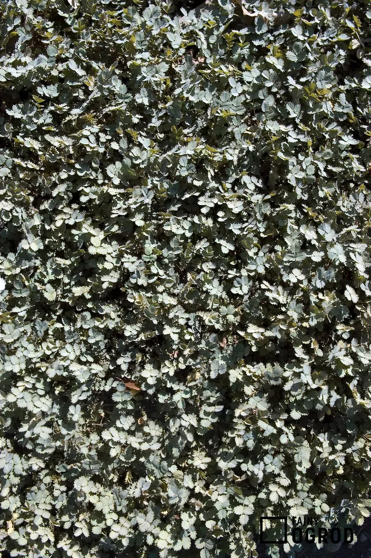 Acena drobnolistna - zdjęcie 5