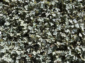 Acena drobnolistna - zdjęcie 5