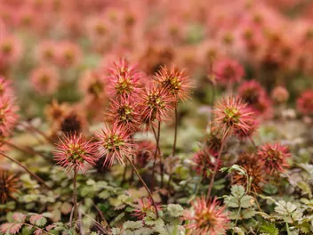 Ilustracja rośliny acena drobnolistna