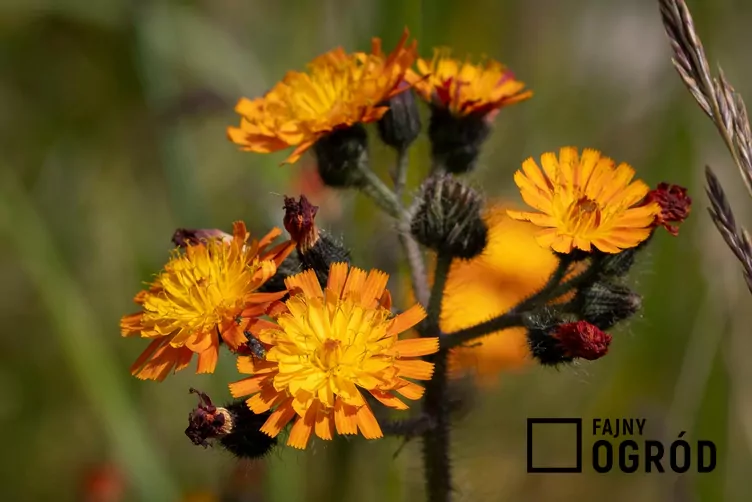 Jastrzębiec pomarańczowy