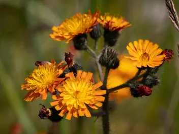Kosmaczek pomarańczowy - zdjęcie 2