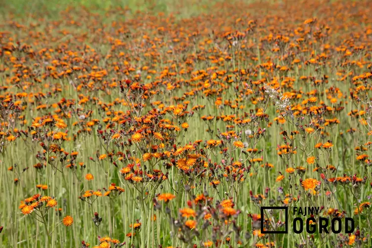 Kosmaczek pomarańczowy