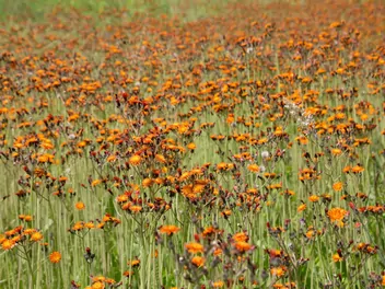 Kosmaczek pomarańczowy - zdjęcie 3