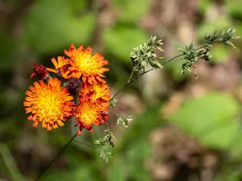Kosmaczek pomarańczowy - zdjęcie 4
