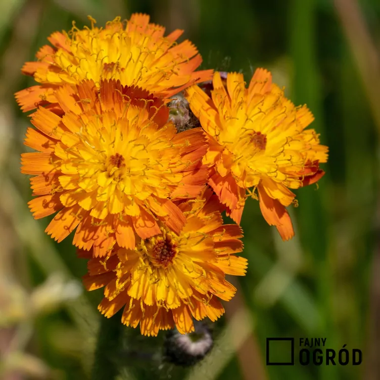 Kosmaczek pomarańczowy - zdjęcie 5