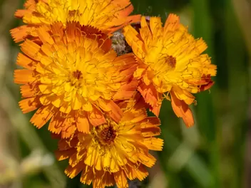 Kosmaczek pomarańczowy - zdjęcie 5