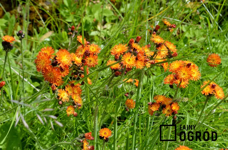 Kosmaczek pomarańczowy