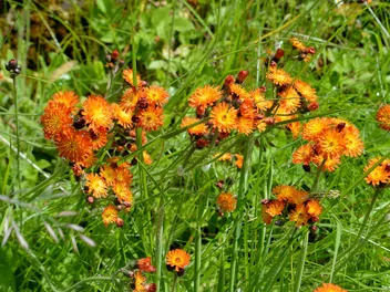 Ilustracja rośliny kosmaczek pomarańczowy