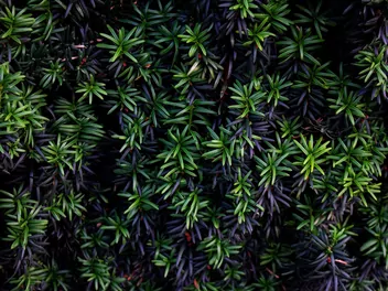 Cis pośredni 'Hillii' - zdjęcie 2